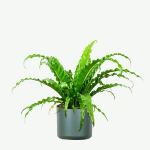 Home plants ecommerce product featured img 8